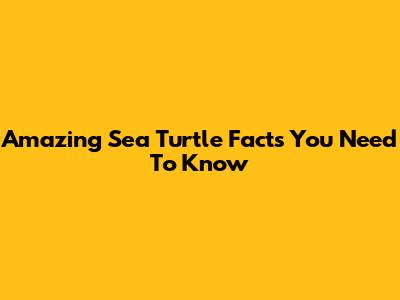 Amazing Sea Turtle Facts You Need To Know
