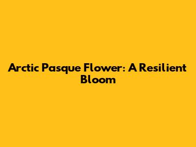 Arctic Pasque Flower: A Resilient Bloom
