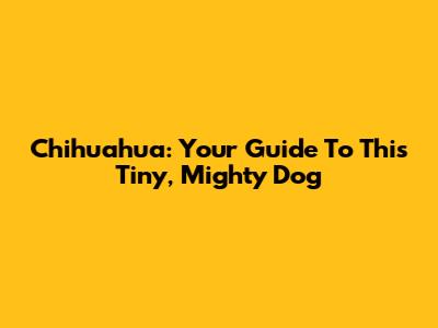 Chihuahua: Your Guide To This Tiny, Mighty Dog