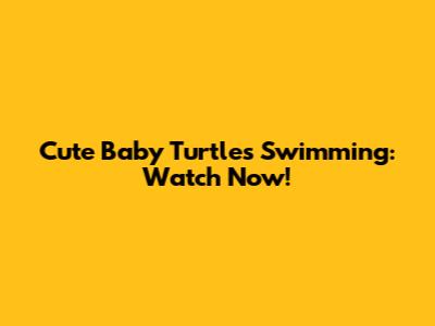 Cute Baby Turtles Swimming: Watch Now!