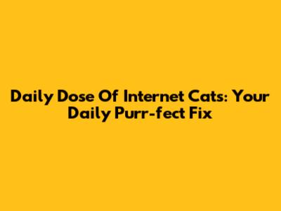 Daily Dose Of Internet Cats: Your Daily Purr-fect Fix