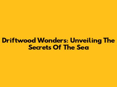 Driftwood Wonders: Unveiling The Secrets Of The Sea