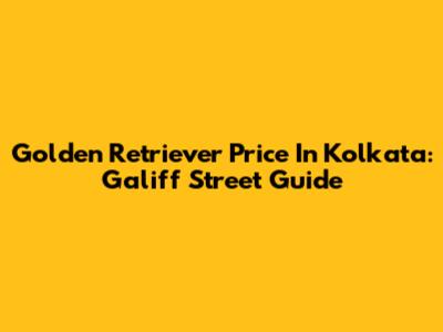 Golden Retriever Price In Kolkata: Galiff Street Guide