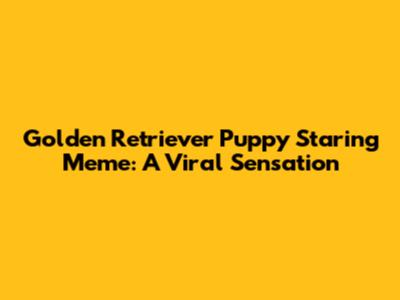 Golden Retriever Puppy Staring Meme: A Viral Sensation