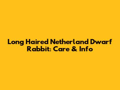 Long Haired Netherland Dwarf Rabbit: Care & Info