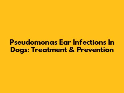 Pseudomonas Ear Infections In Dogs: Treatment & Prevention