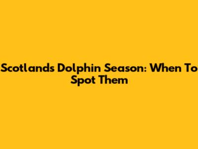 Scotland's Dolphin Season: When To Spot Them