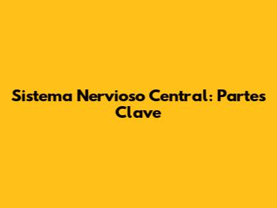 Sistema Nervioso Central: Partes Clave