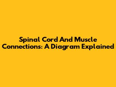 Spinal Cord And Muscle Connections: A Diagram Explained
