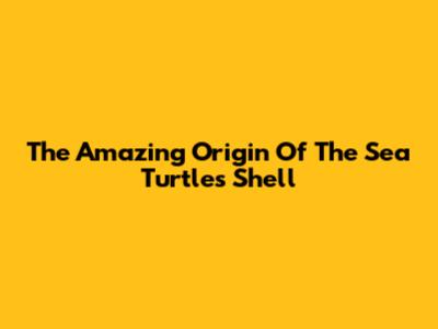 The Amazing Origin Of The Sea Turtle's Shell
