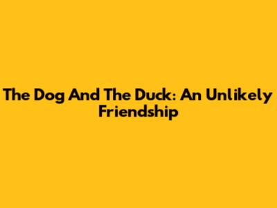 The Dog And The Duck: An Unlikely Friendship