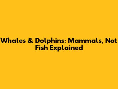 Whales & Dolphins: Mammals, Not Fish Explained